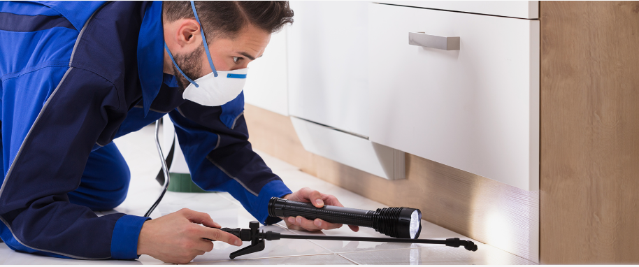 Akron pest xpert removal